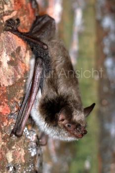 Postkarte Teichfledermaus